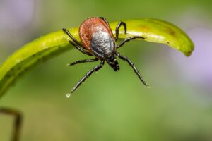 Experts recommend public safety practices after annual Lyme disease cases more than quadruple over 5 years